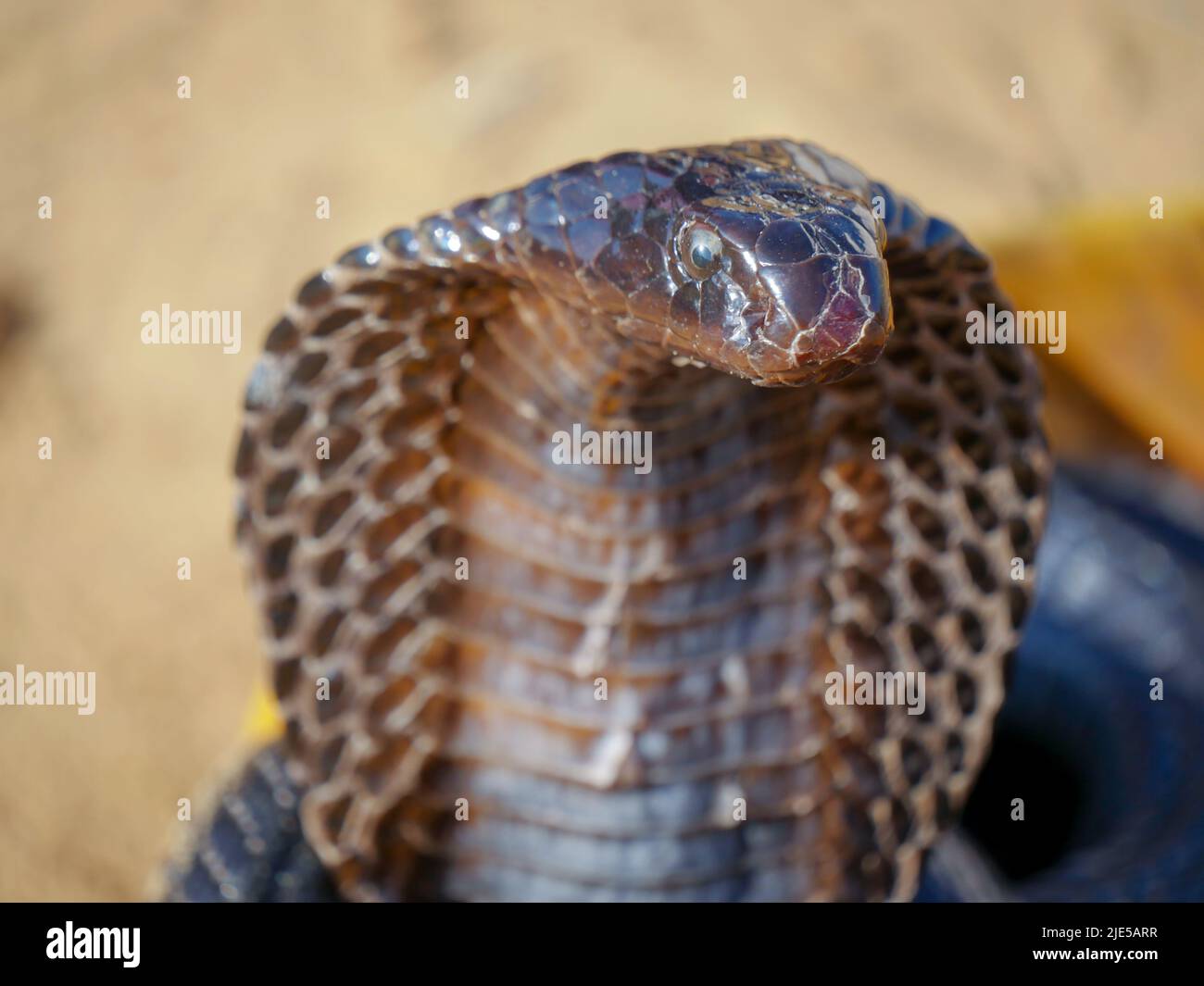 Cobra Snake che mostra la cappa, primo piano immagine, messo in un cestino Foto Stock