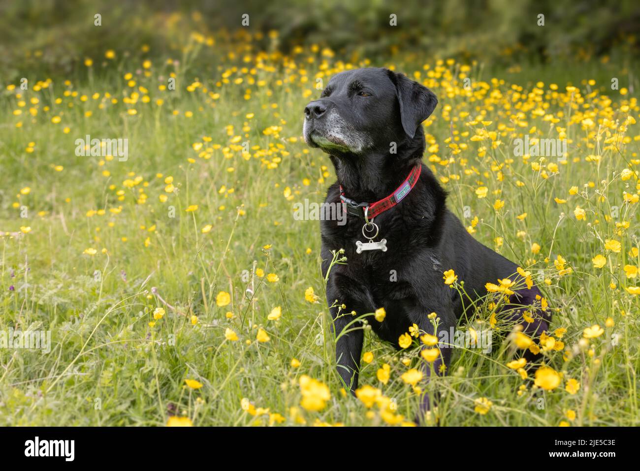 Nero Labrador ritrova in piedi in bicchieri gialli e guardando lateralmente Foto Stock