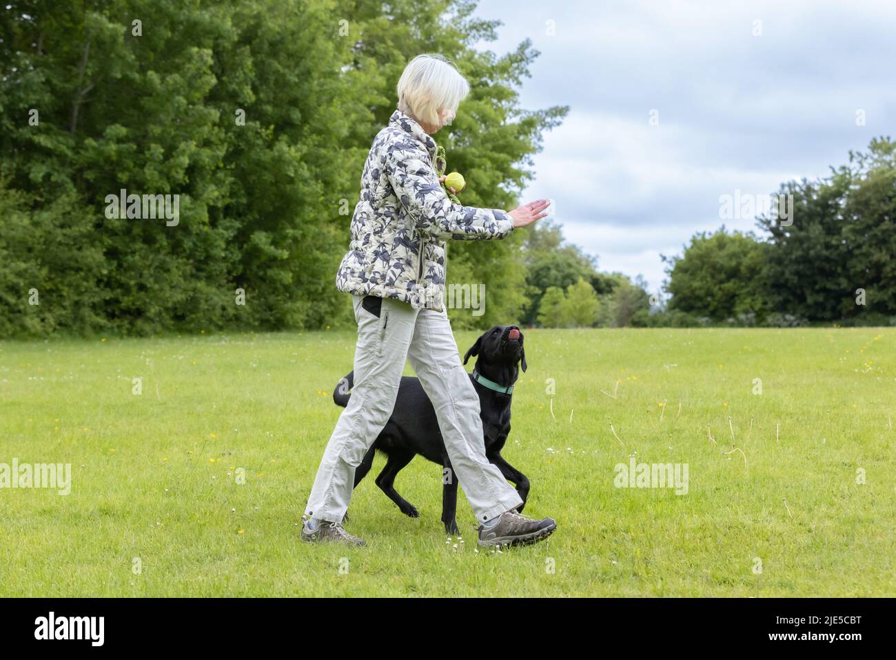 Donna grigia anziana che si allena e gioca con Labrador nero e il suo giocattolo in erba al parco cani. Donna che punta e dà indicazioni al cane Foto Stock