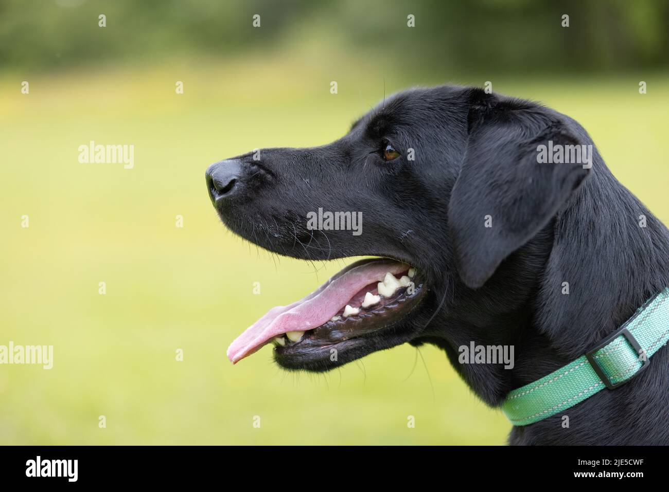 Labrador nero che indossa il collare immagini e fotografie stock ad alta  risoluzione - Alamy