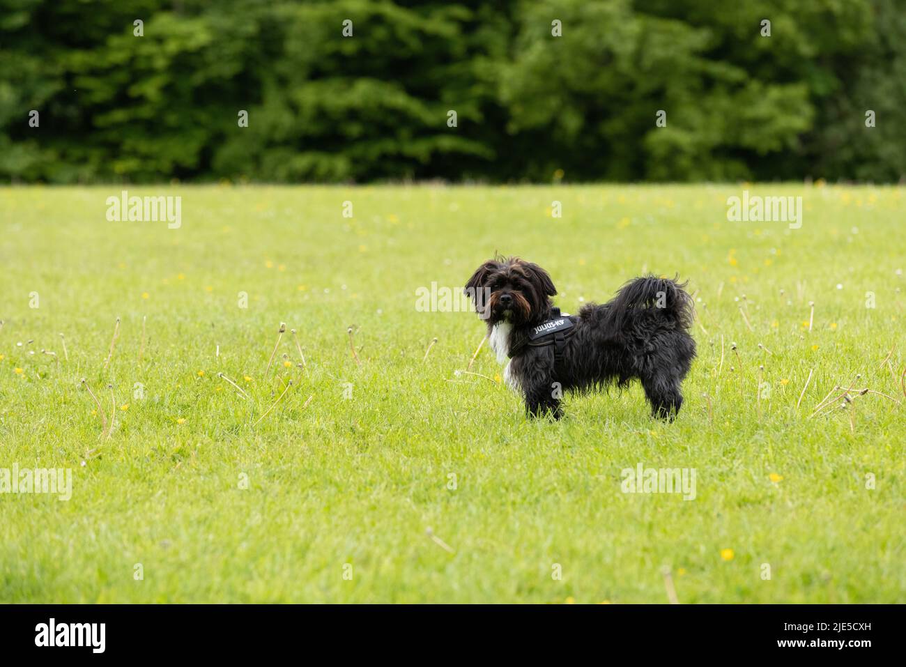 Piccolo cane bianco e nero in piedi in erba e guardando la macchina fotografica al parco dei cani Foto Stock