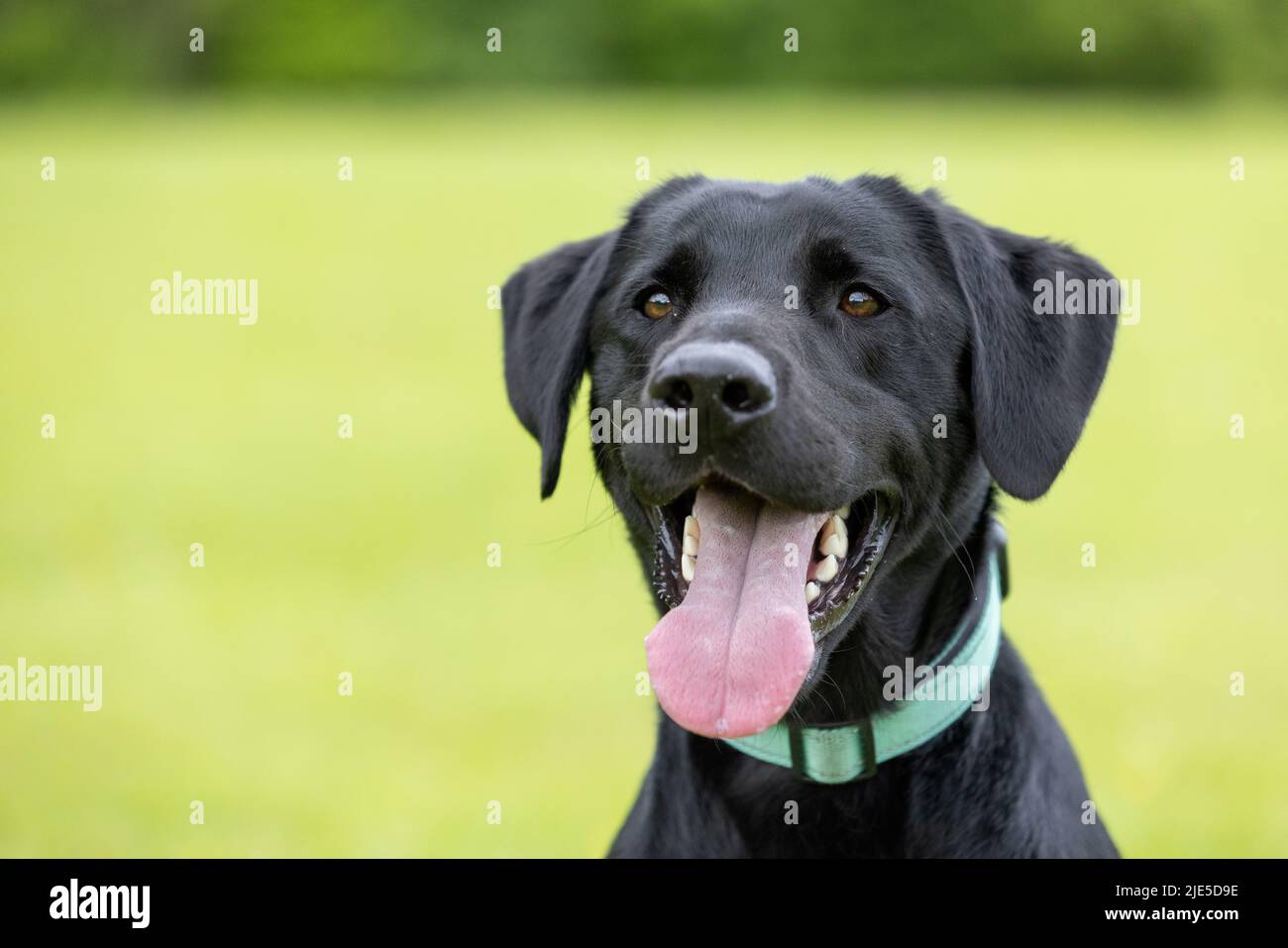 Giovane nero Labrador Retriever con colletto e lingua che si stacca dalla bocca con sfondo verde Foto Stock