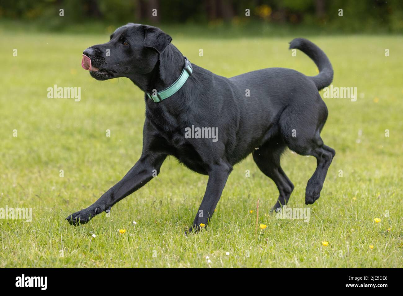 Giovane Labrador nero che indossa il collare che corre sull'erba con la linguetta che sporge al parco dei cani Foto Stock