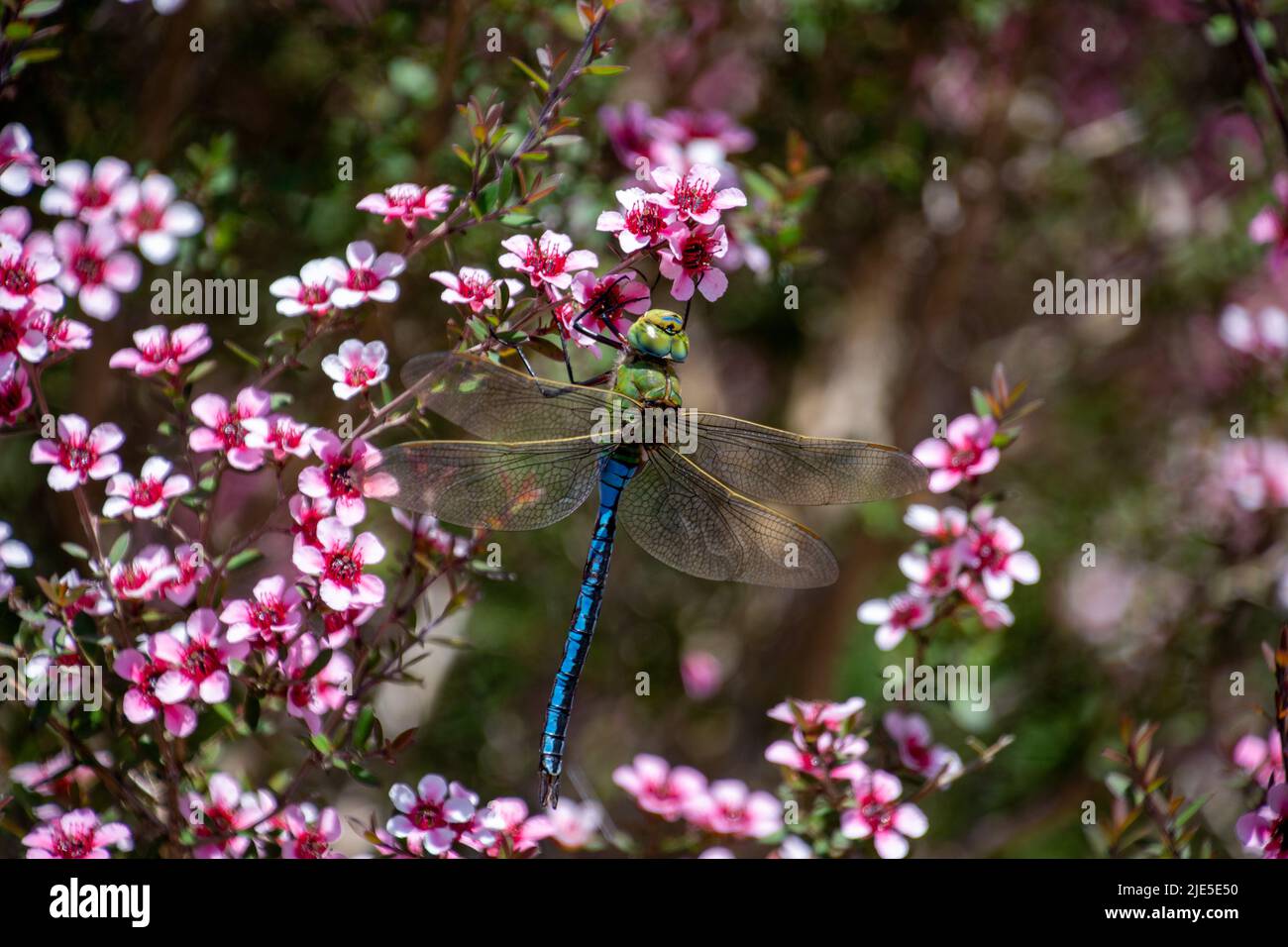 Libellula imperatore con ali allungate poggiate su un cespuglio con fiori rosa Foto Stock