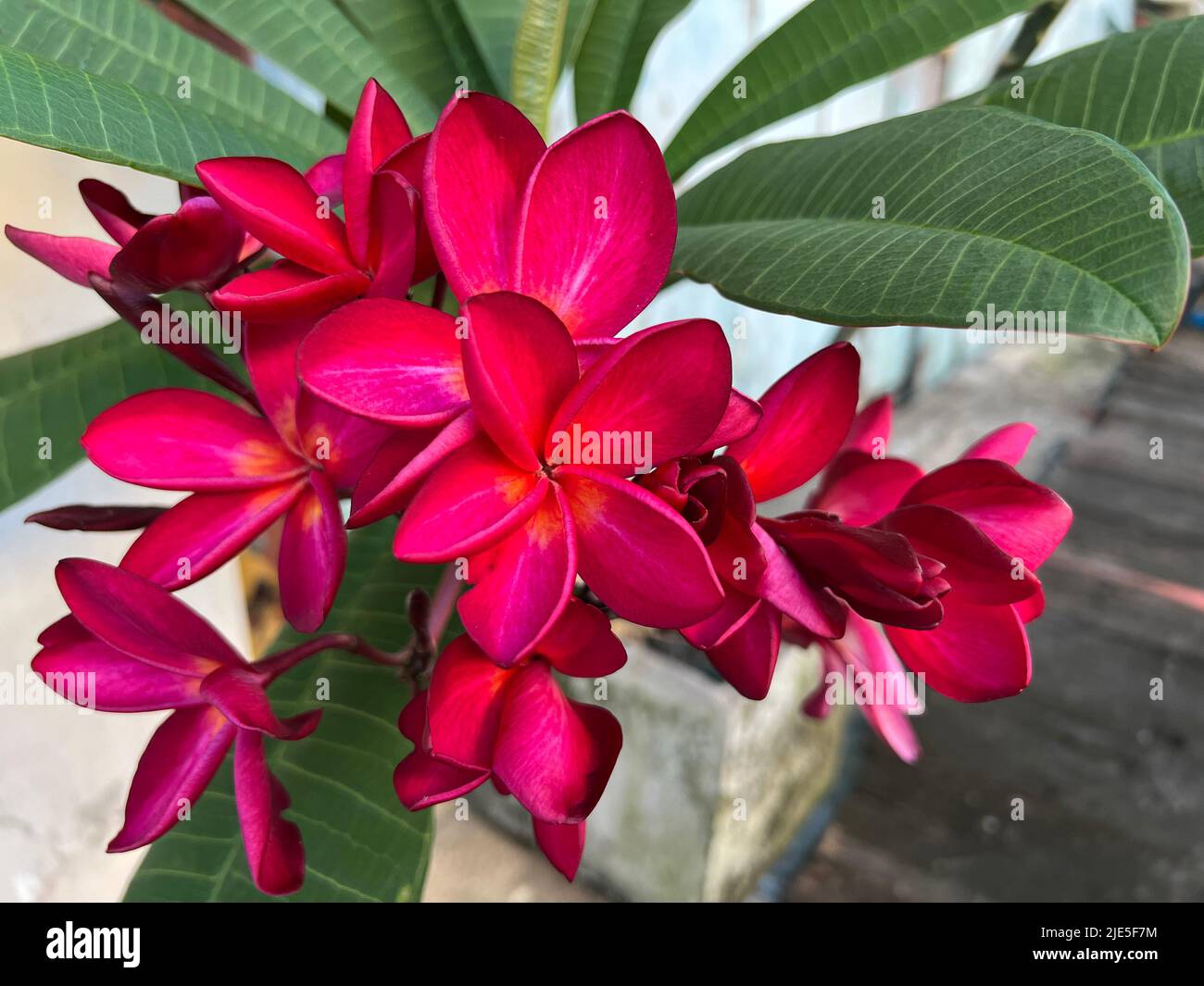 Frangipani rosa caldo, chiamato anche plumeria in piena fioritura con il verde lasciare nella pianta pentola Foto Stock