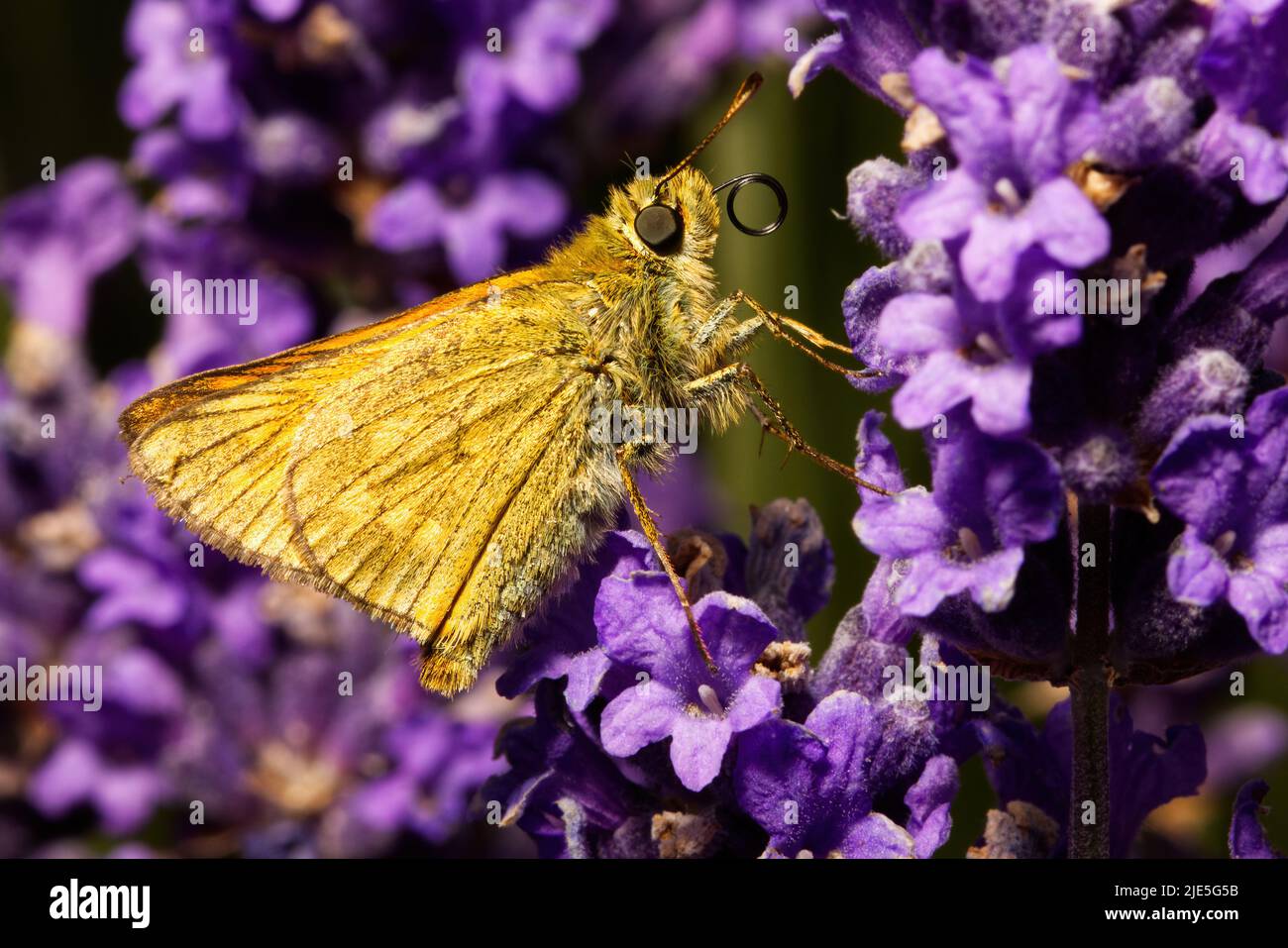 Una grande farfalla skipper, Ochlodes sylvanus, che si nutrono di una pianta di lavanda con i suoi probosci. Foto Stock