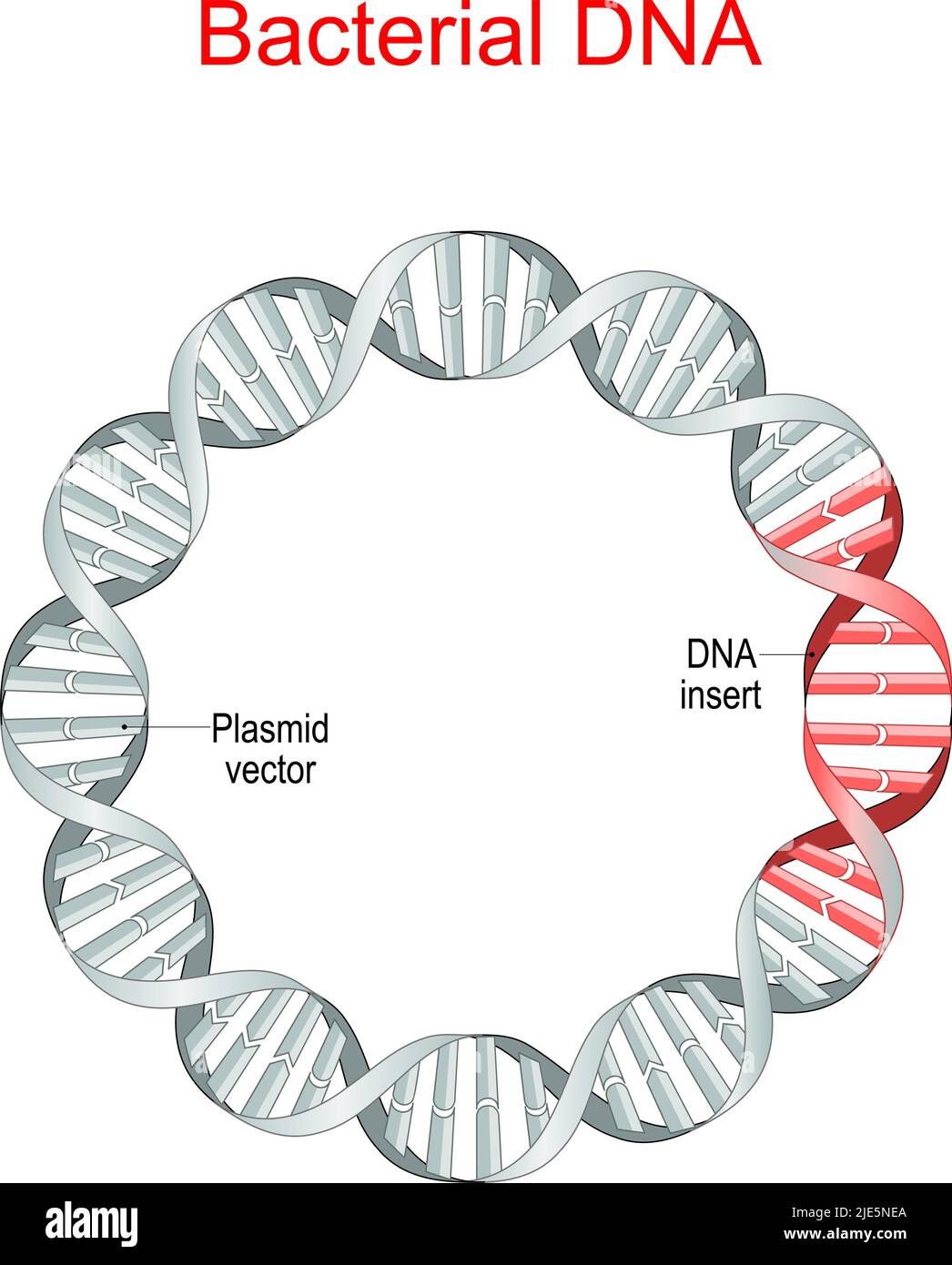 DNA batterico il plasmide è una piccola molecola di DNA extracromosomiale. Vettore plasmidico, inserto di sequenze di DNA ricombinante. Ingegneria genetica. Antibiotico Illustrazione Vettoriale