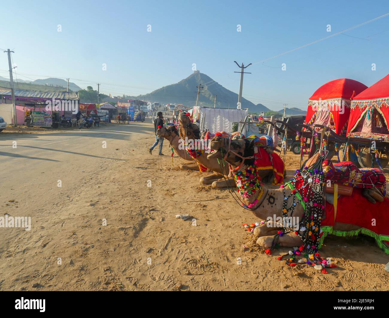 Pushkar, Rajasthan / India - 5 novembre 2019 : l'allevamento di cammelli si è riunito per il commercio al più grande festival indiano del deserto di cammello "fiera del cammello di Pushkar". Foto Stock