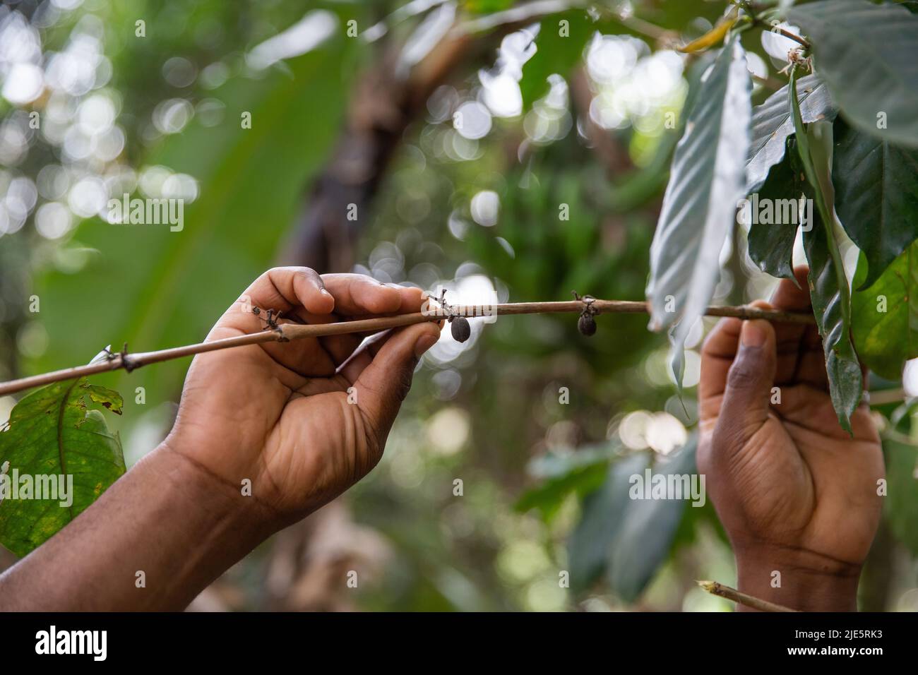 primo piano delle mani di un agricoltore che raccoglie chicchi di caffè dalla pianta Foto Stock