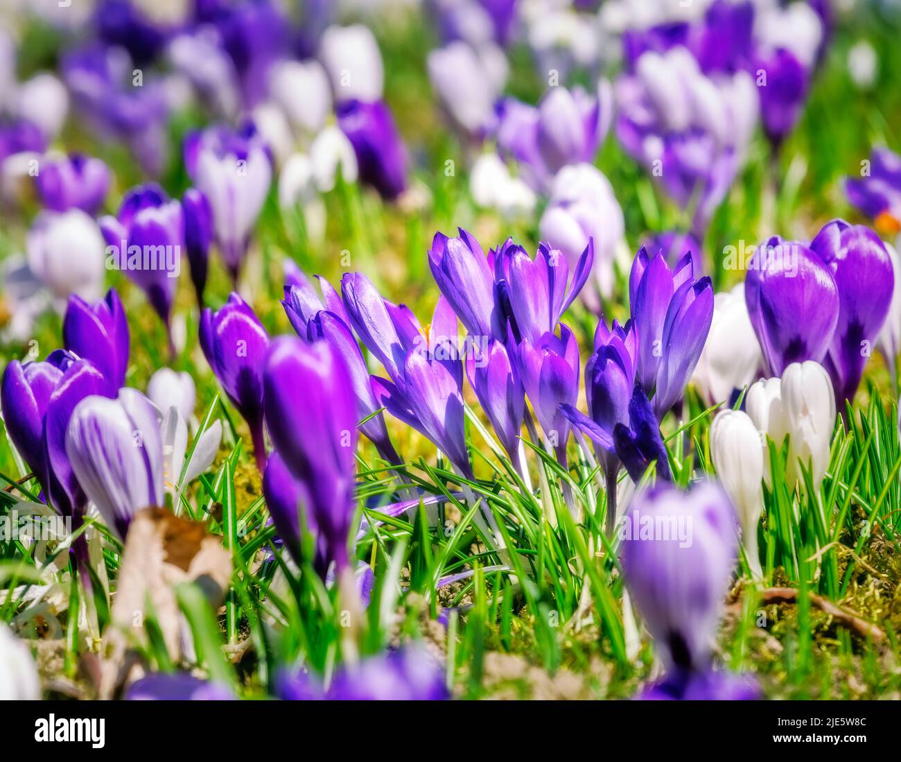 Primavera con fiori di corco viola nel prato Foto Stock
