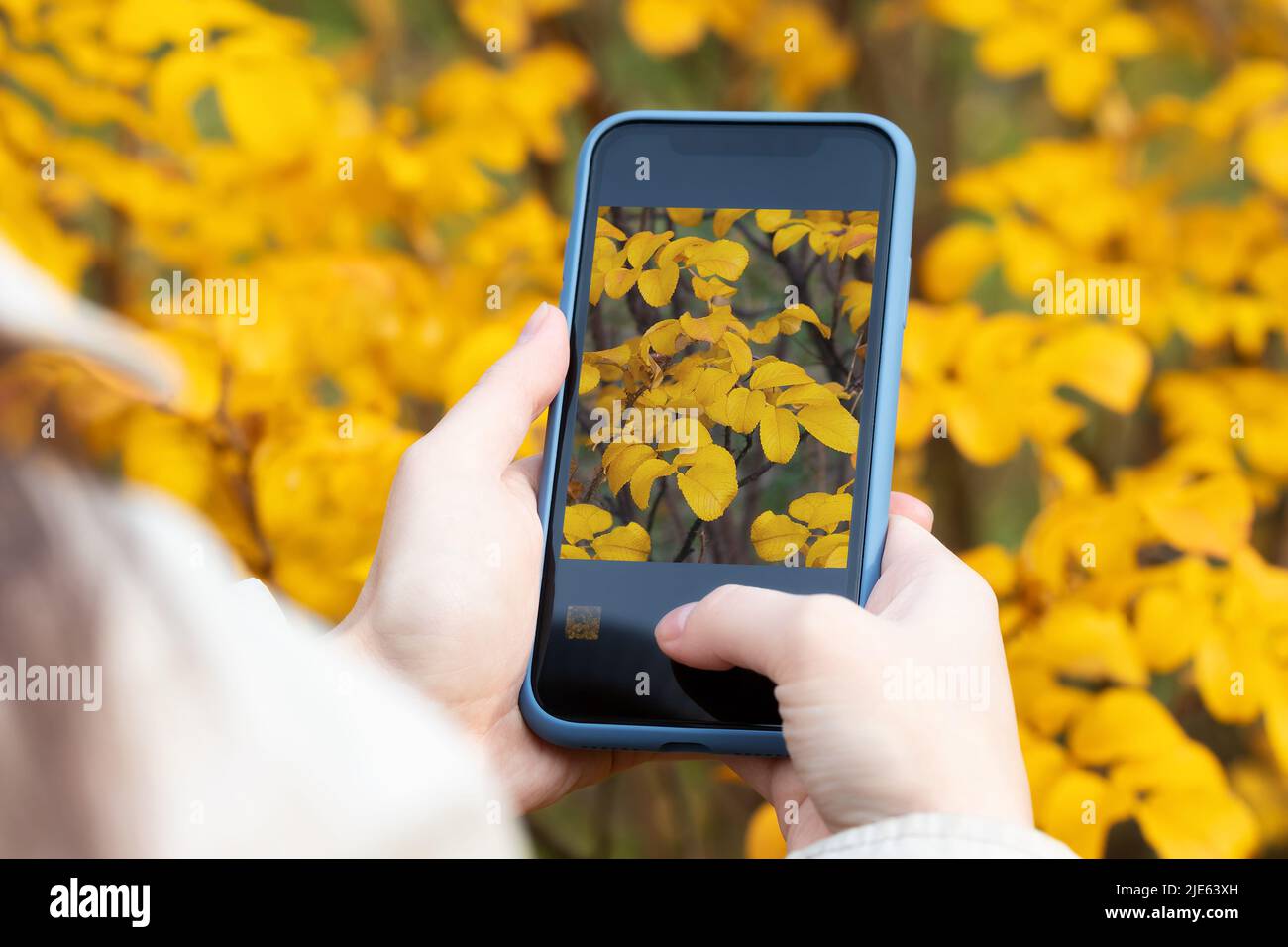 Ragazza scatta foto sulla macchina fotografica del telefono giallo autunno foglie. Foto Stock