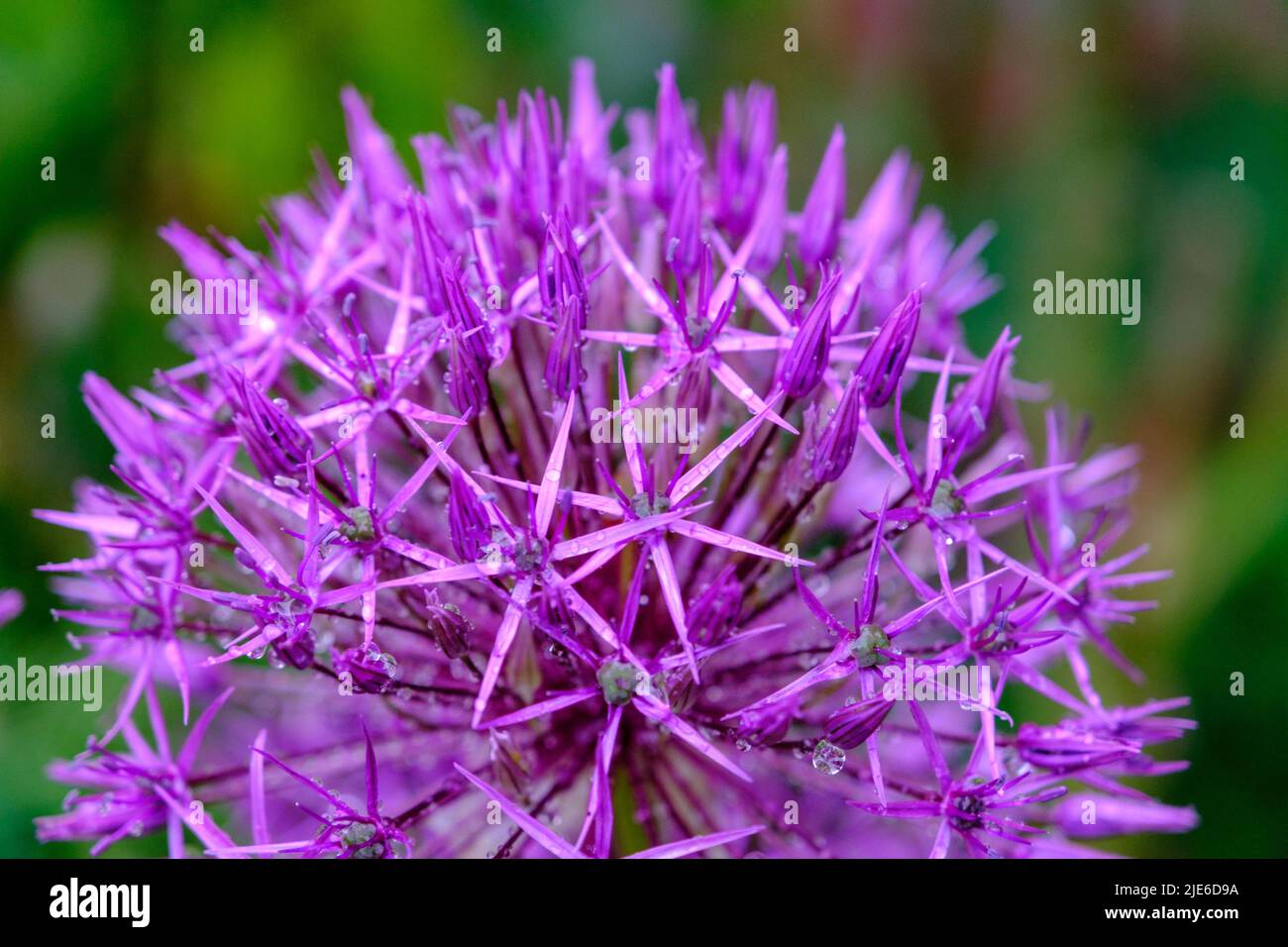 Allium (cipolla) aflatunense Foto Stock