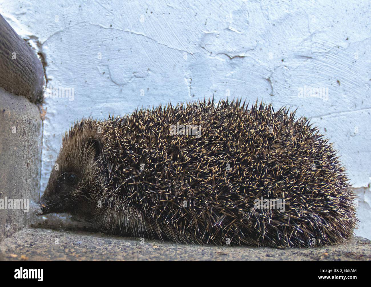 Un Hedgehog europeo (Erinaceus europaeus) a Suffolk, Regno Unito Foto Stock