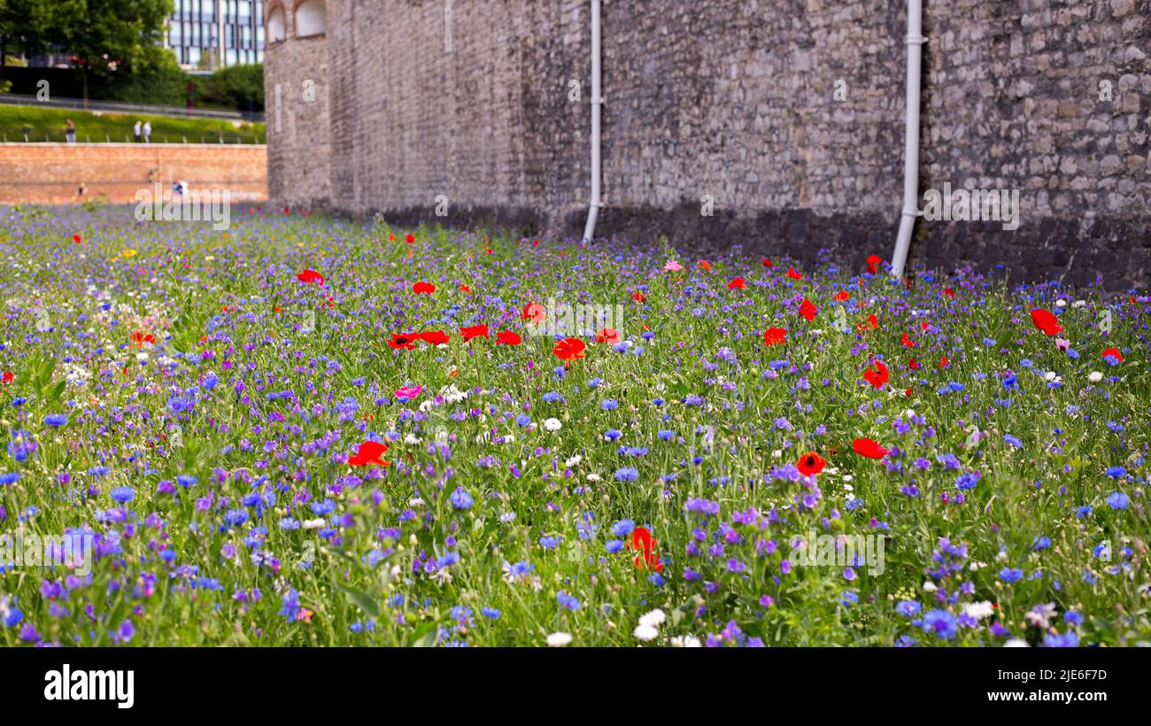 Superbloom, Torre di Londra, 2022. 20 milioni di semi selvatici tra cui papaveri e cornflowers sono stati piantati intorno al fossato della Torre di encourag Foto Stock