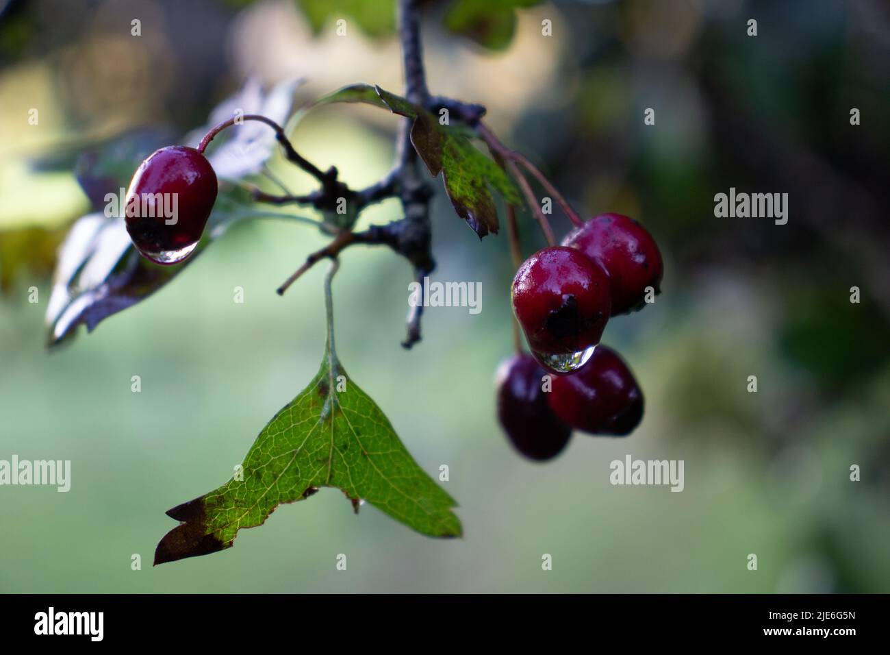 primo piano di frutta invernale matura rossa profonda con un sfondo verde naturale Foto Stock