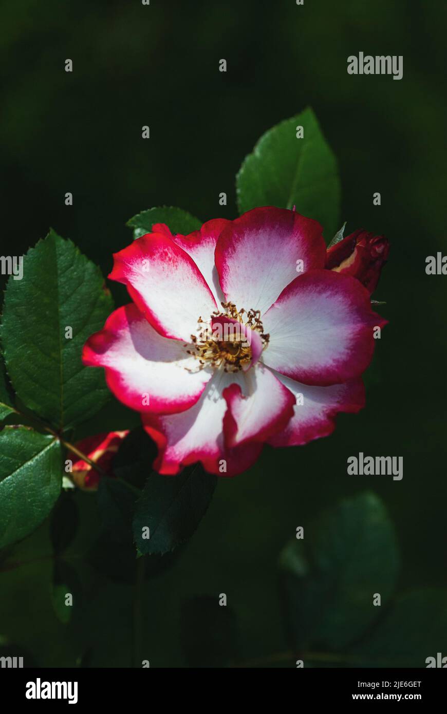 Rosa Betty Boop nel giardino delle rose, fiore vecchio stile con petali bianchi orlati con rosso di Carruth nel 1999 Foto Stock