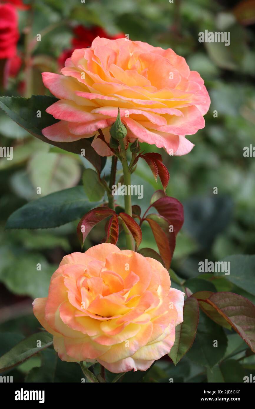 Rosa color albicocca doppia in un giardino di rose Foto stock - Alamy
