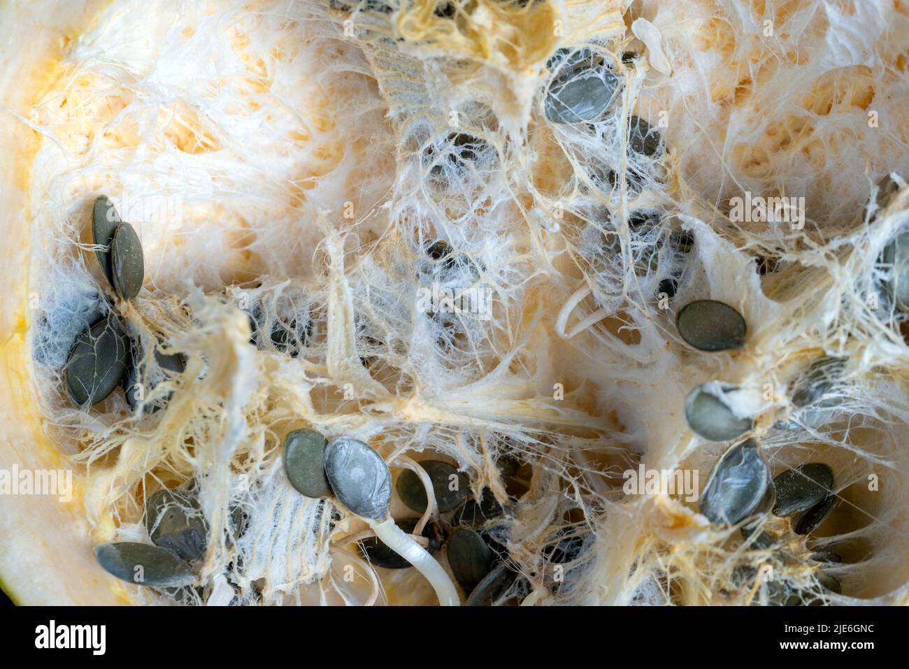 semi di zucca germogliati all'interno di una zucca, semi germogliati all'interno di una zucca nella stagione primaverile Foto Stock