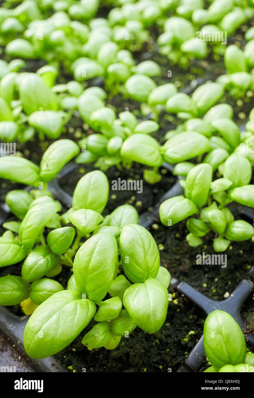 Primo piano di piantine di basilico organico, fuoco selettivo. Foto Stock