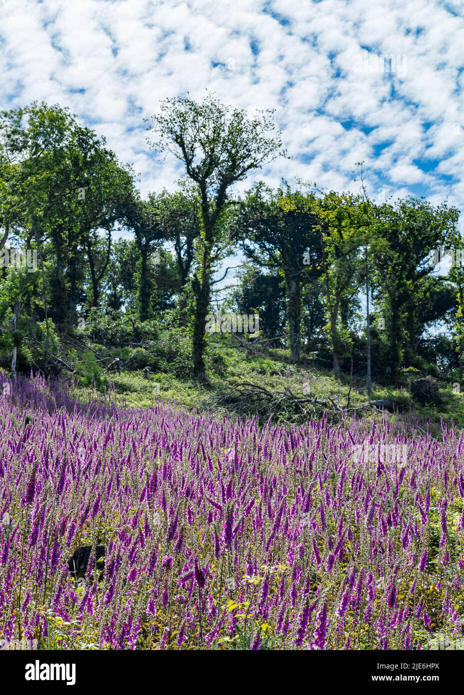 Regno Unito, Inghilterra, Devonshire, Teign Valley. Foxglove selvatico che cresce in un'area aperta di selvicoltura sgomberata. Foto Stock