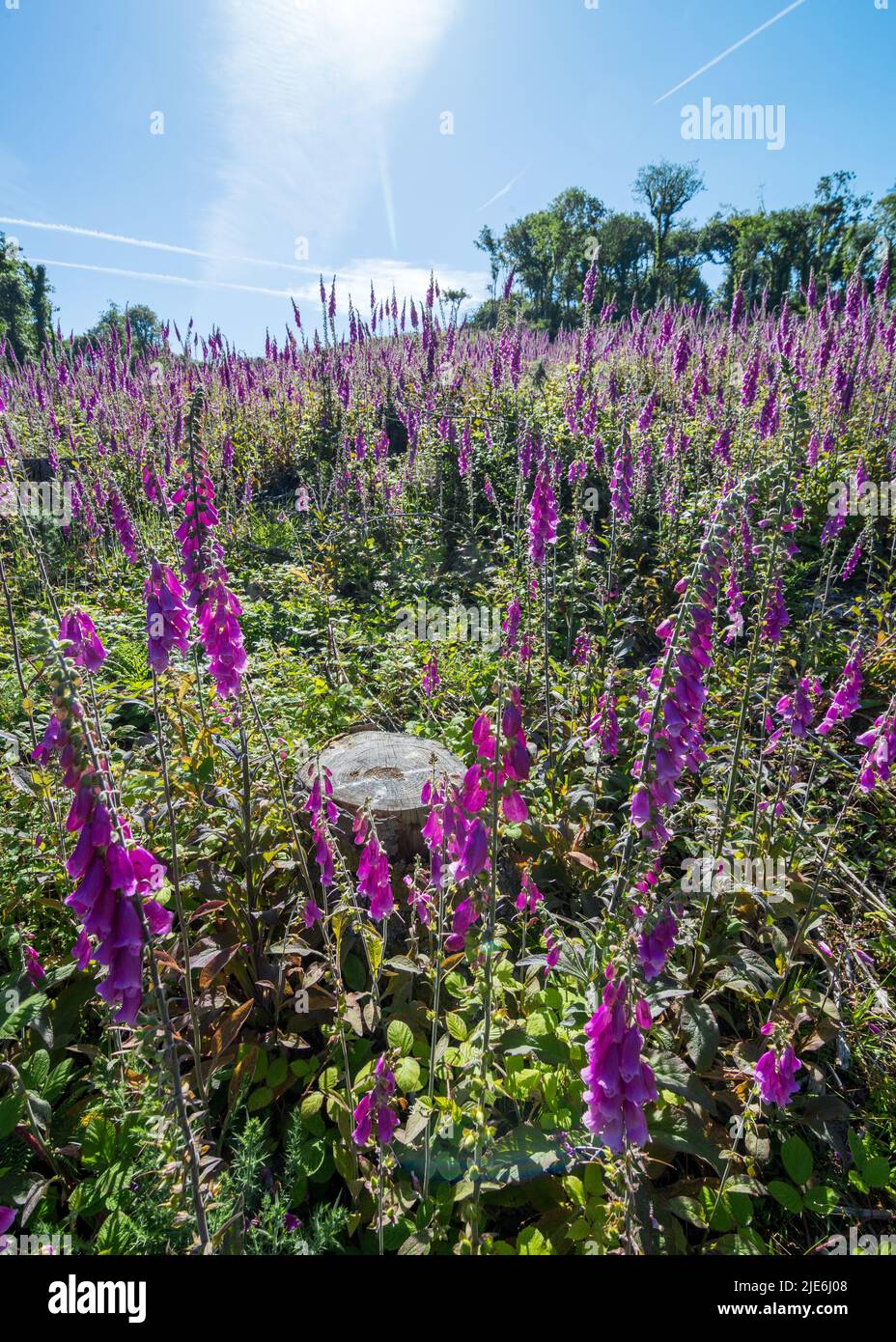 Regno Unito, Inghilterra, Devonshire, Teign Valley. Foxglove selvatico che cresce in un'area aperta di selvicoltura sgomberata. Foto Stock