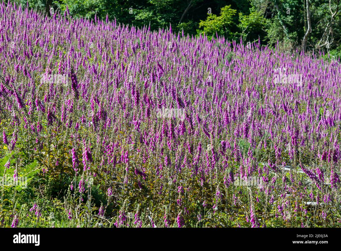 Regno Unito, Inghilterra, Devonshire, Teign Valley. Foxglove selvatico che cresce in un'area aperta di selvicoltura sgomberata. Foto Stock