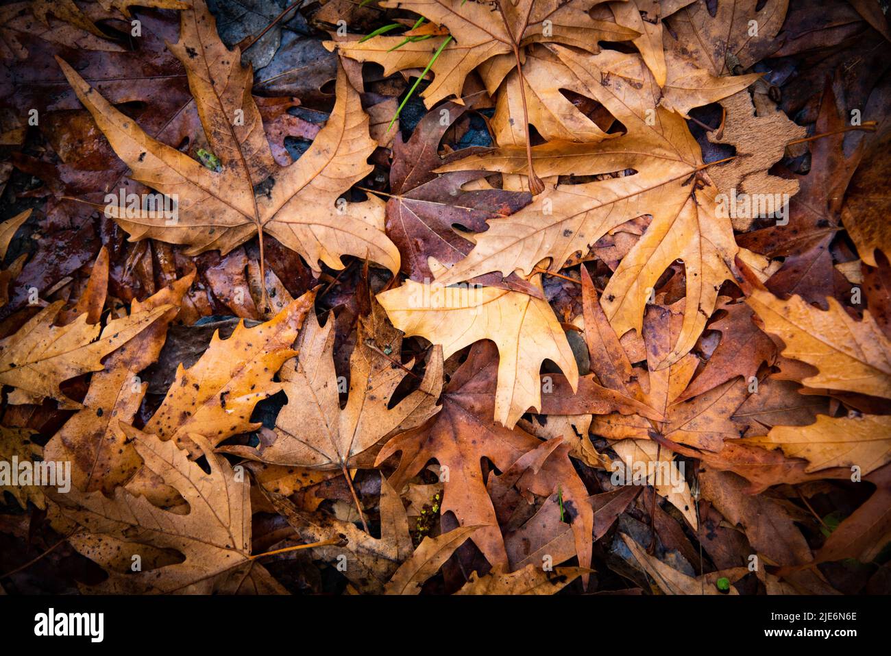 L'autunno dell'acero giallo lascia il fogliame nel terreno. Autunno stagione natura sfondo Foto Stock