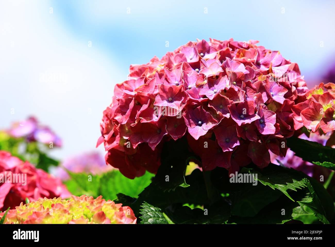 Fiori di Hydrangea in fiore (Hyrdangea a foglia grande), primo piano di colorati fiori di Hydrangea in fiore nel giardino in estate soleggiata Foto Stock