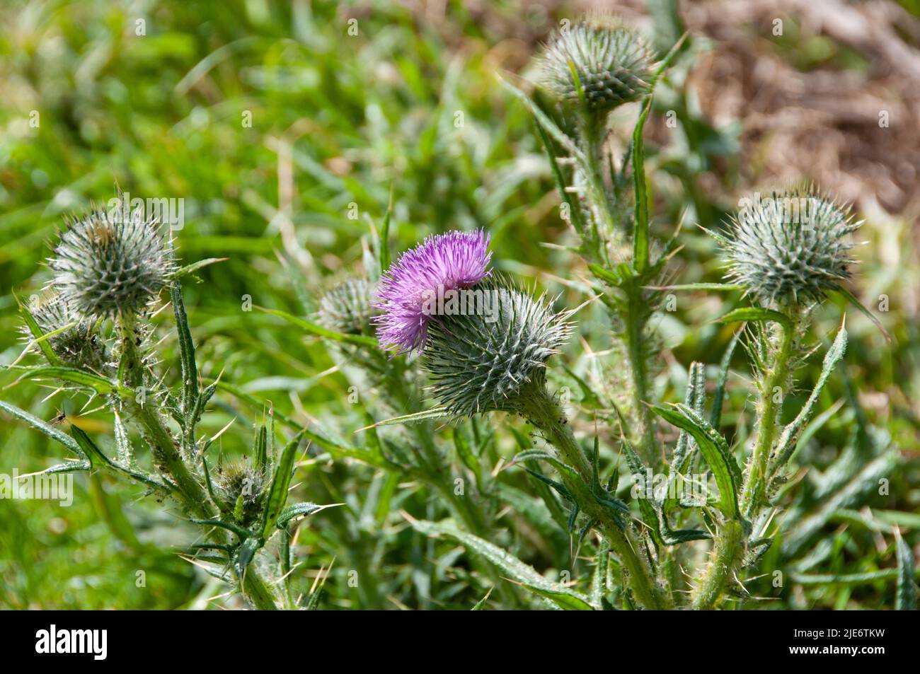 Blooming thistle Foto Stock