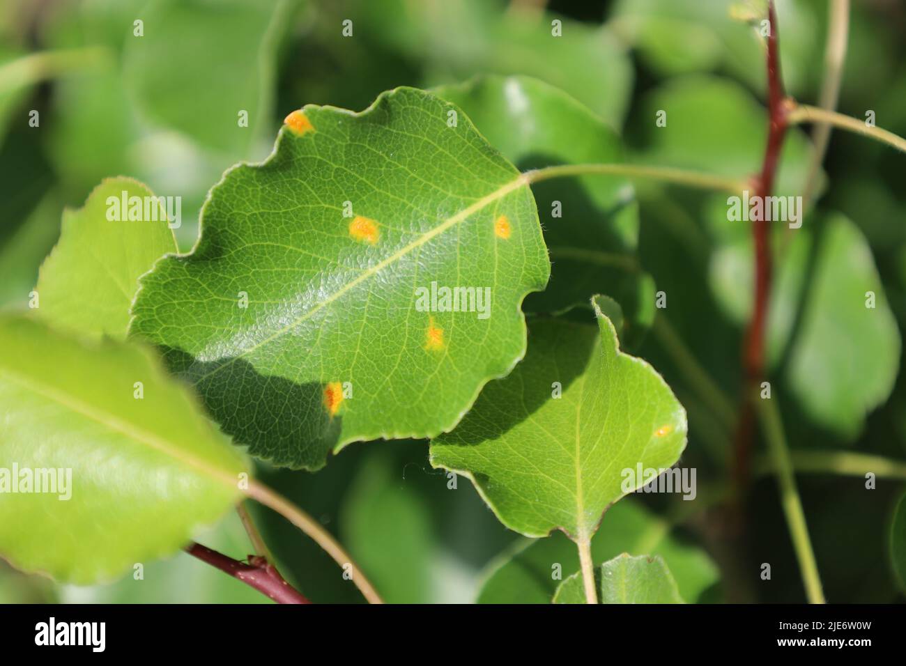 Malattia di alberi di pera close-up. Danni albero di frutta. Foglia malata di infezione fungina Gymnosporangium sabinae. Macchia di ruggine su leaves. Il concetto di Foto Stock