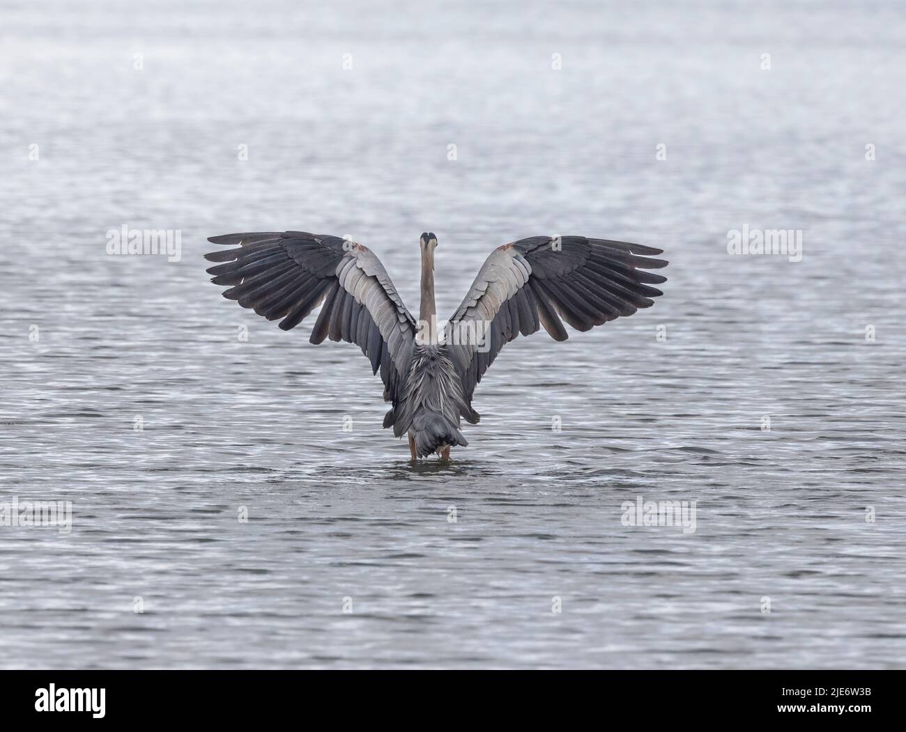 I grandi aironi blu Foto Stock