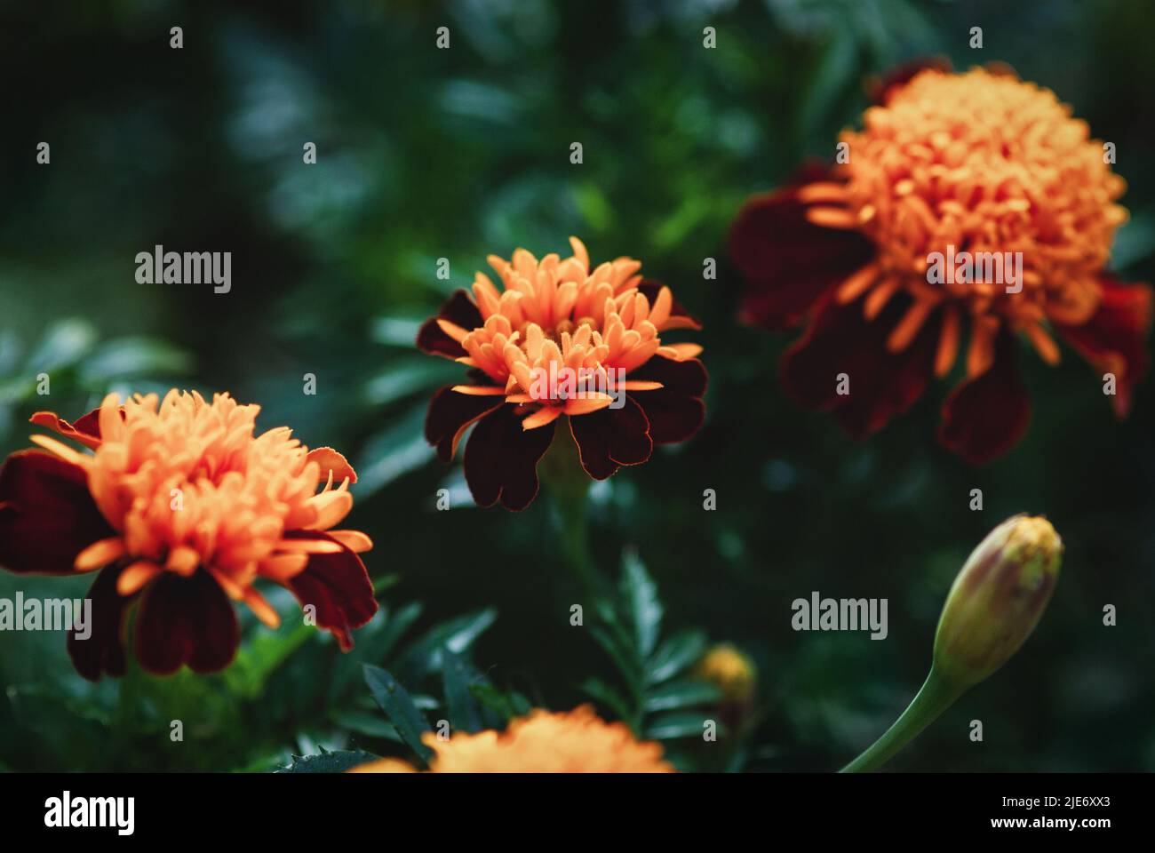 Tiger Eyes Marigold è un marigold francese con doppi fiori di colore rosso profondo e arancio Foto Stock
