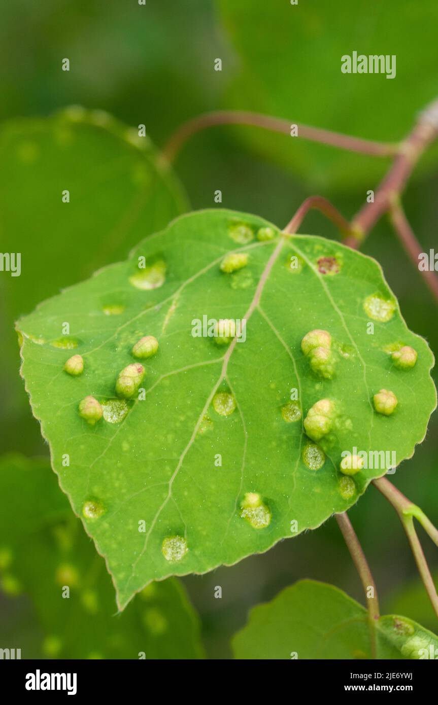Palle di foglie di Aspen indotte dal Phyllocoptes populi mite. Sulla superficie delle foglie sono visibili anche le uova di acaro e i gocciolamenti. Foto Stock