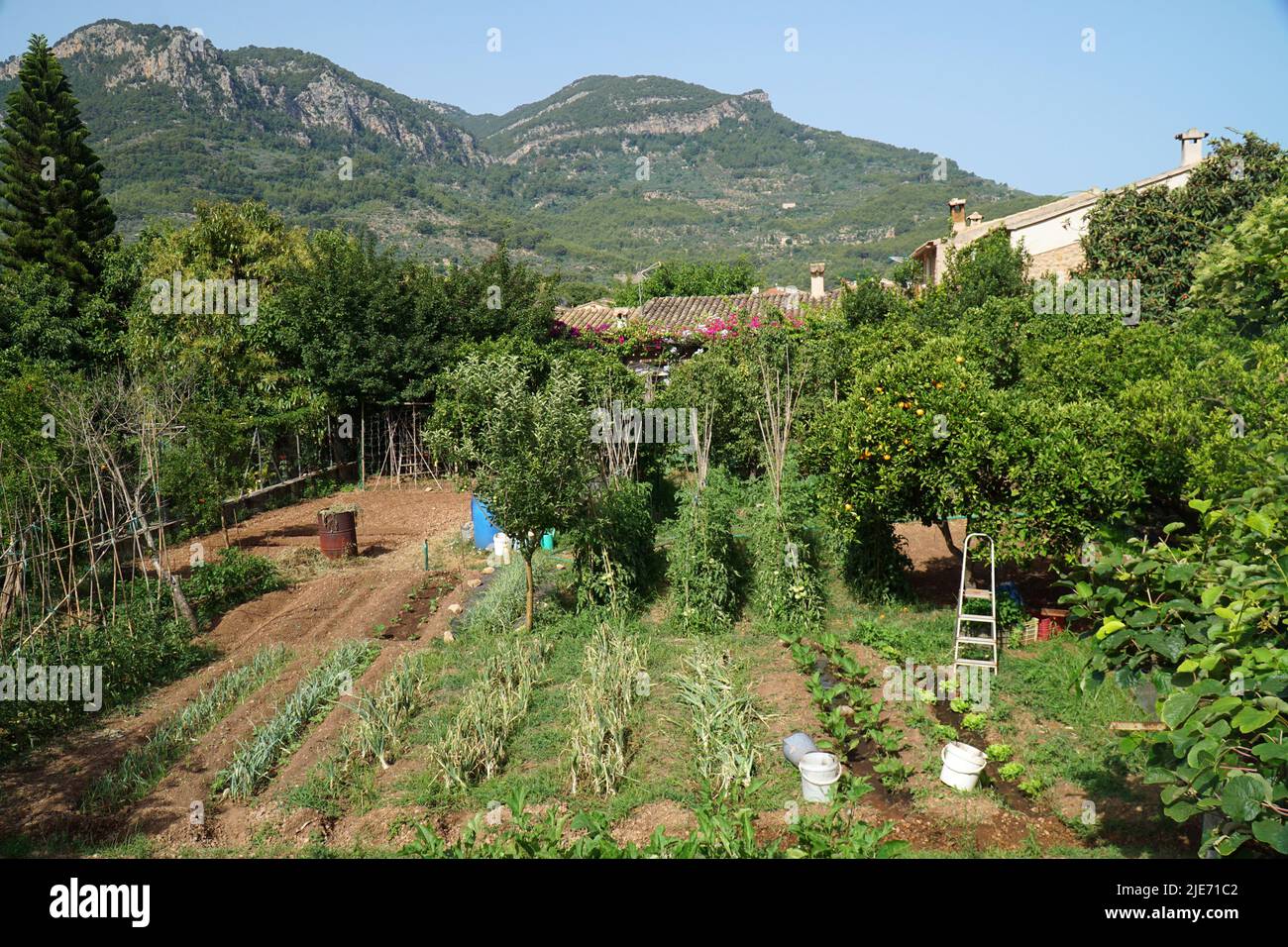 Orto e frutteto con montagne sullo sfondo Soller Mallorca Spagna. Foto Stock