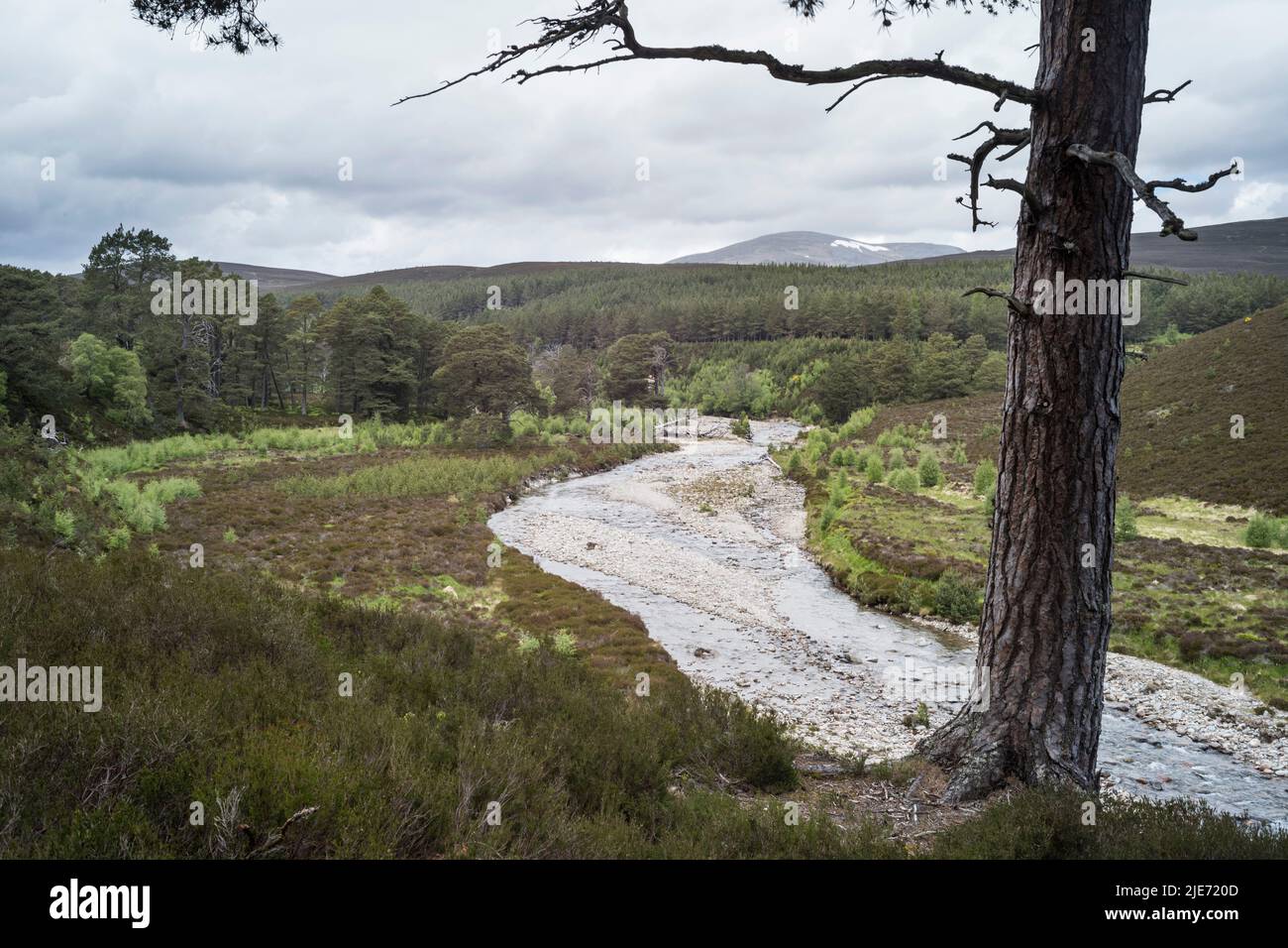 Fiume Quoich e rigenerazione del bosco sul Mar Lodge Estate vicino Braemar. Cairngomes National Park Scozia Foto Stock