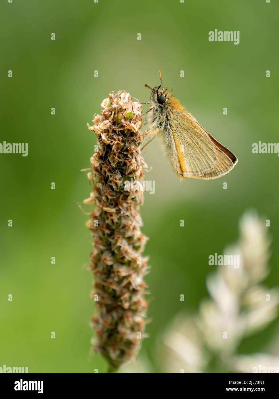 Piccolo skipper Thymelicus sylvestris poggiato sull'erba in estate. Foto Stock