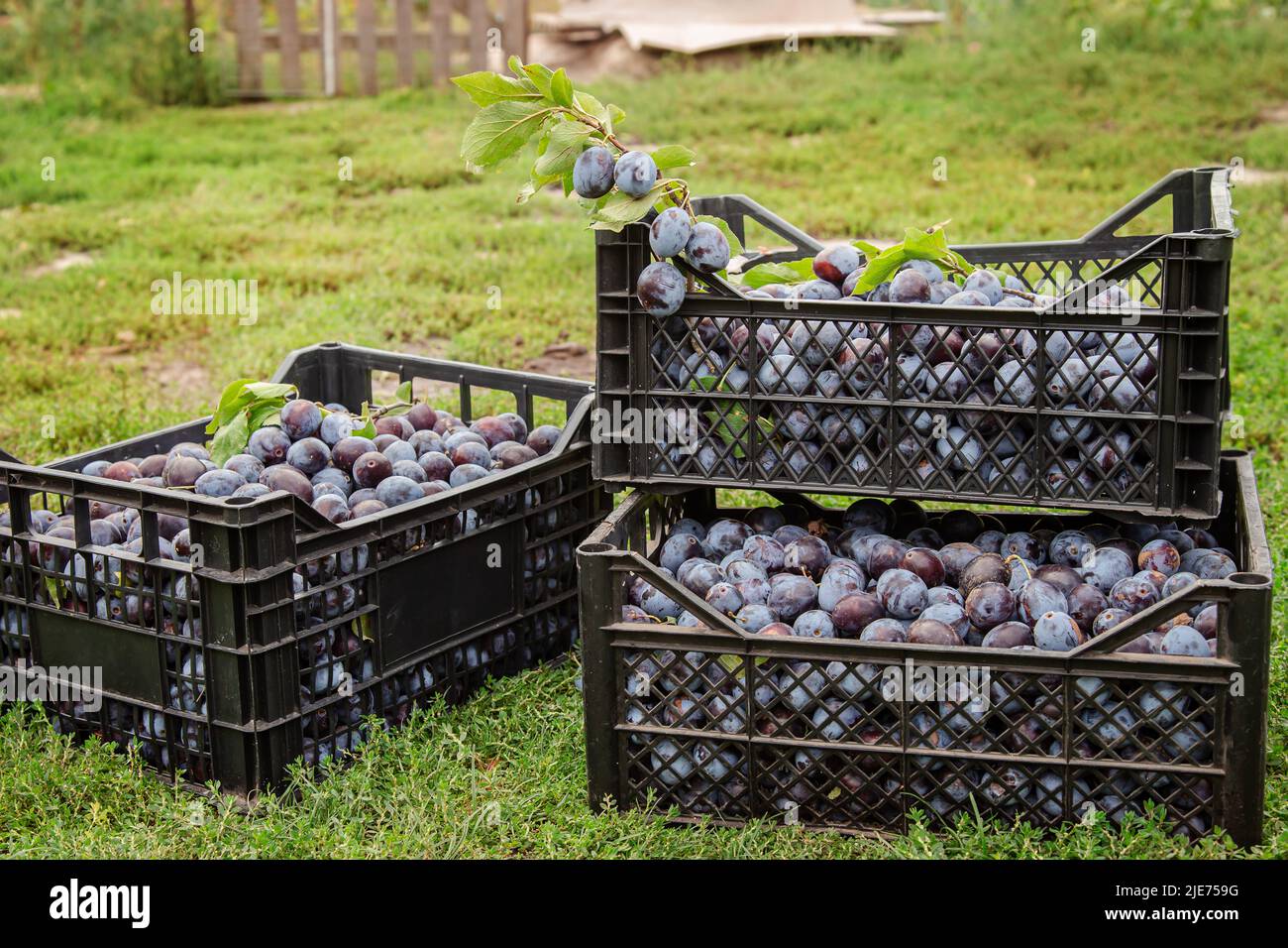 Raccolta di prugne blu in scatole di plastica. Fuoco selettivo sulla scatola con le prugne. Raccolta, giardinaggio, vendita di frutta concetto. Frutta biologica crescente garde Foto Stock