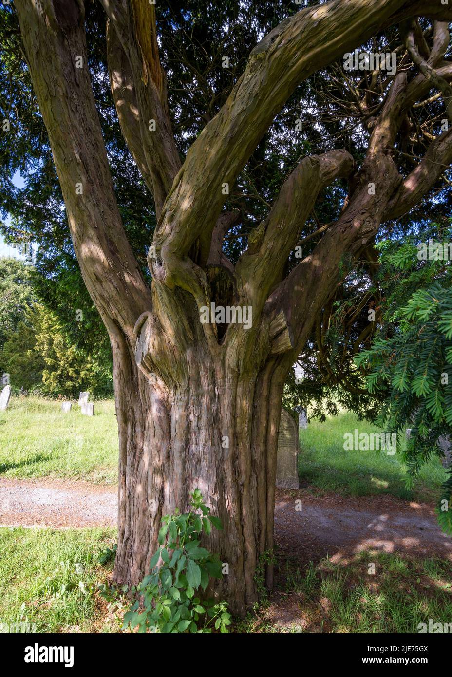 Regno Unito, Inghilterra, Devonshire, Teign Valley, Christow. Chiesa di San Giacomo e cimitero con gli antichi alberi di Yew Foto Stock