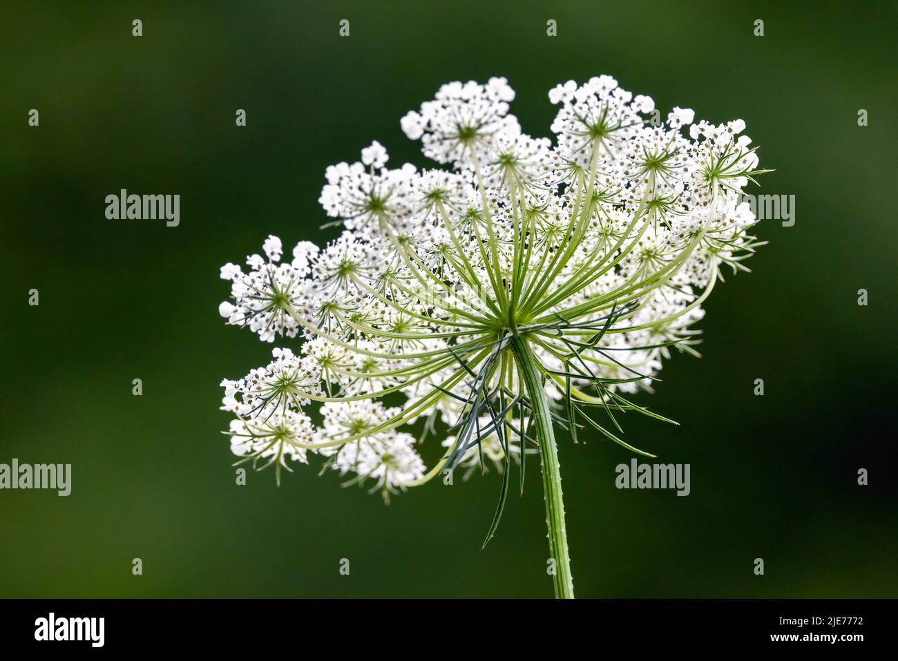 Il merletto della regina Anna (Daucus carota) - Brevard, Carolina del Nord, Stati Uniti Foto Stock