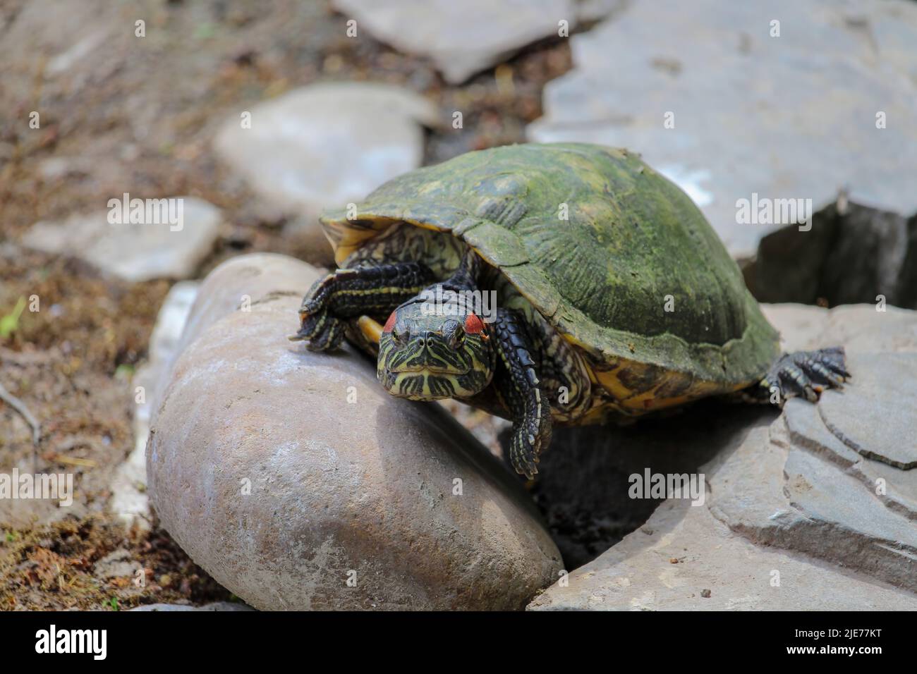 primo piano testa di terrapina dalle orecchie rosse o cursore dalle orecchie rosse trachemys scripta elegans Foto Stock