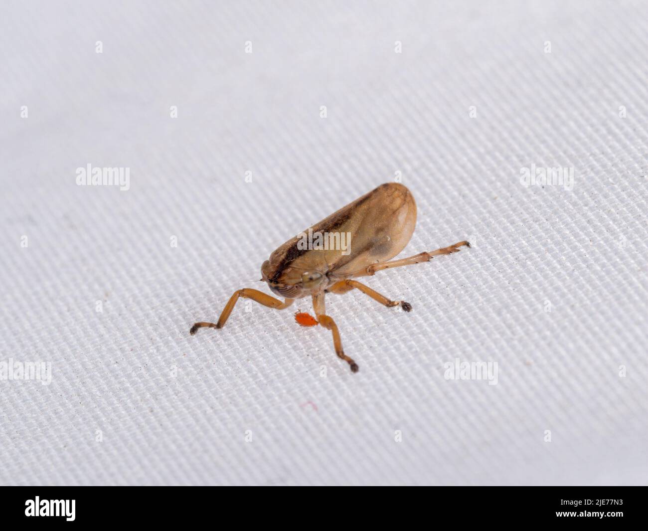 Froghopper prato o spittlebug alias Philaenus spumarius con zecca rossa o acaro allegato. Foto Stock