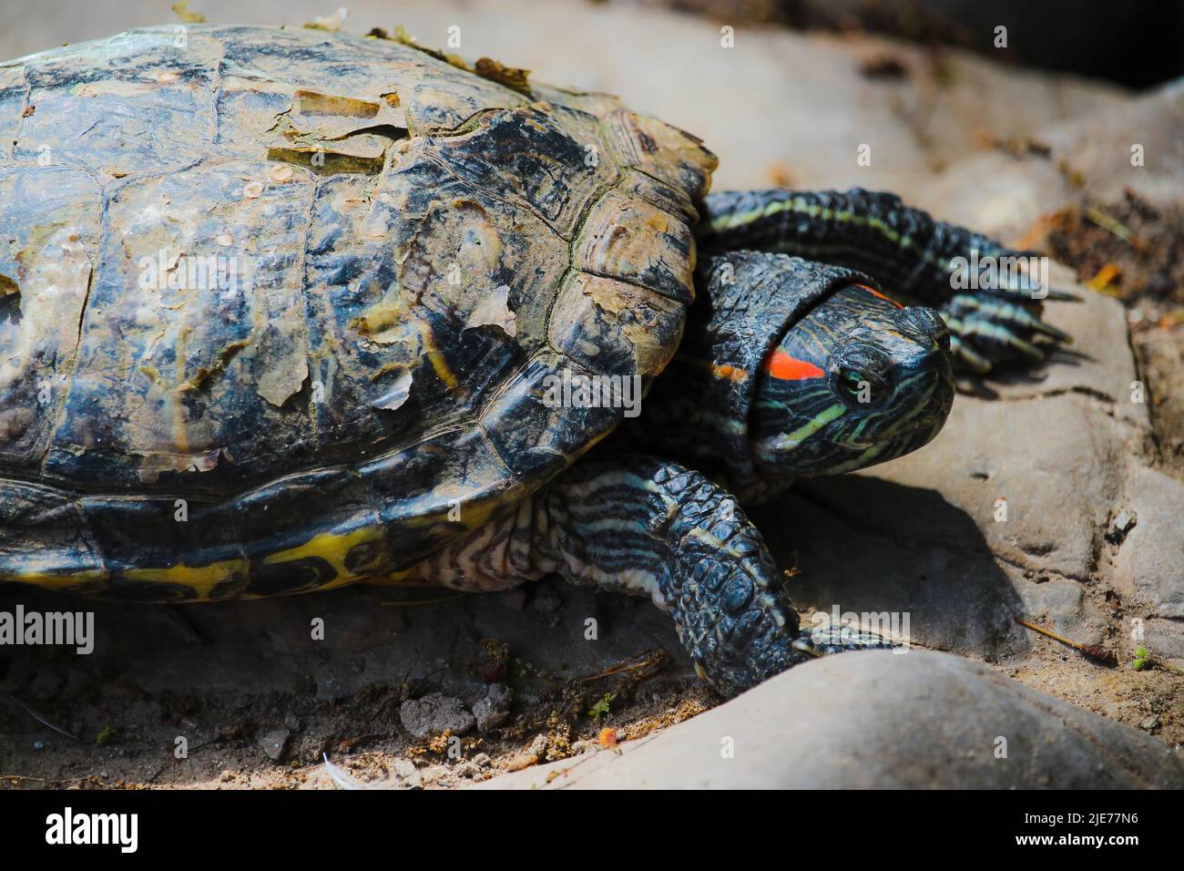 primo piano testa di terrapina dalle orecchie rosse o cursore dalle orecchie rosse trachemys scripta elegans Foto Stock
