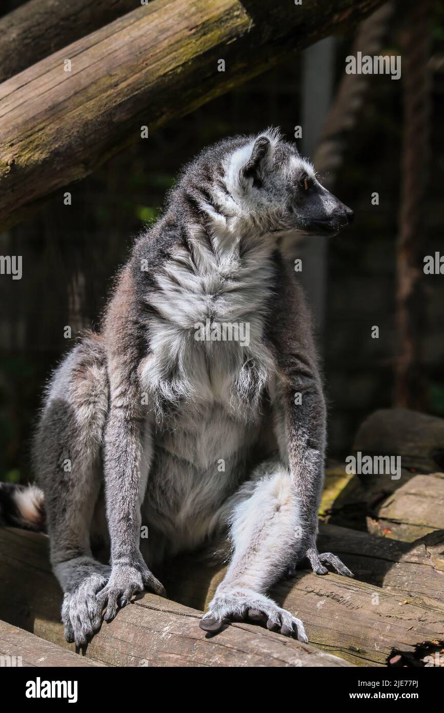 Lemure ad anello seduto su un albero. Un'illustrazione eccellente. Clouse up Ritratto di una Catta Lemur Foto Stock