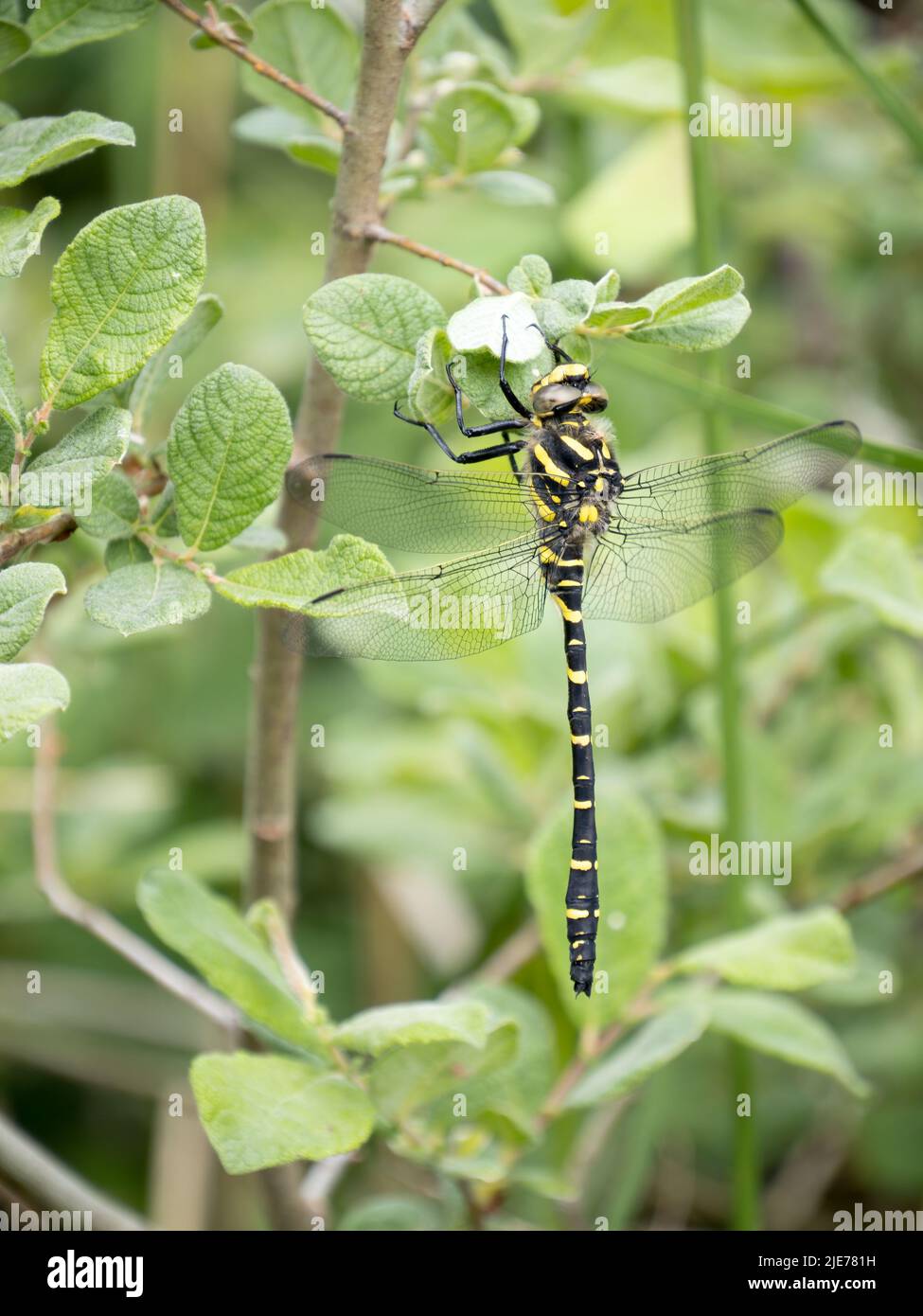 Dragonfly con anello d'oro, noto anche come Cordulegaster Boltonii. Foto Stock