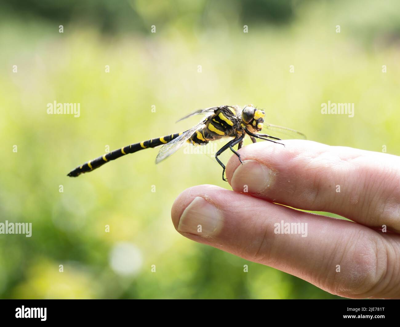 Dragonfly con anello d'oro, noto anche come Cordulegaster Boltonii sul dito. Foto Stock