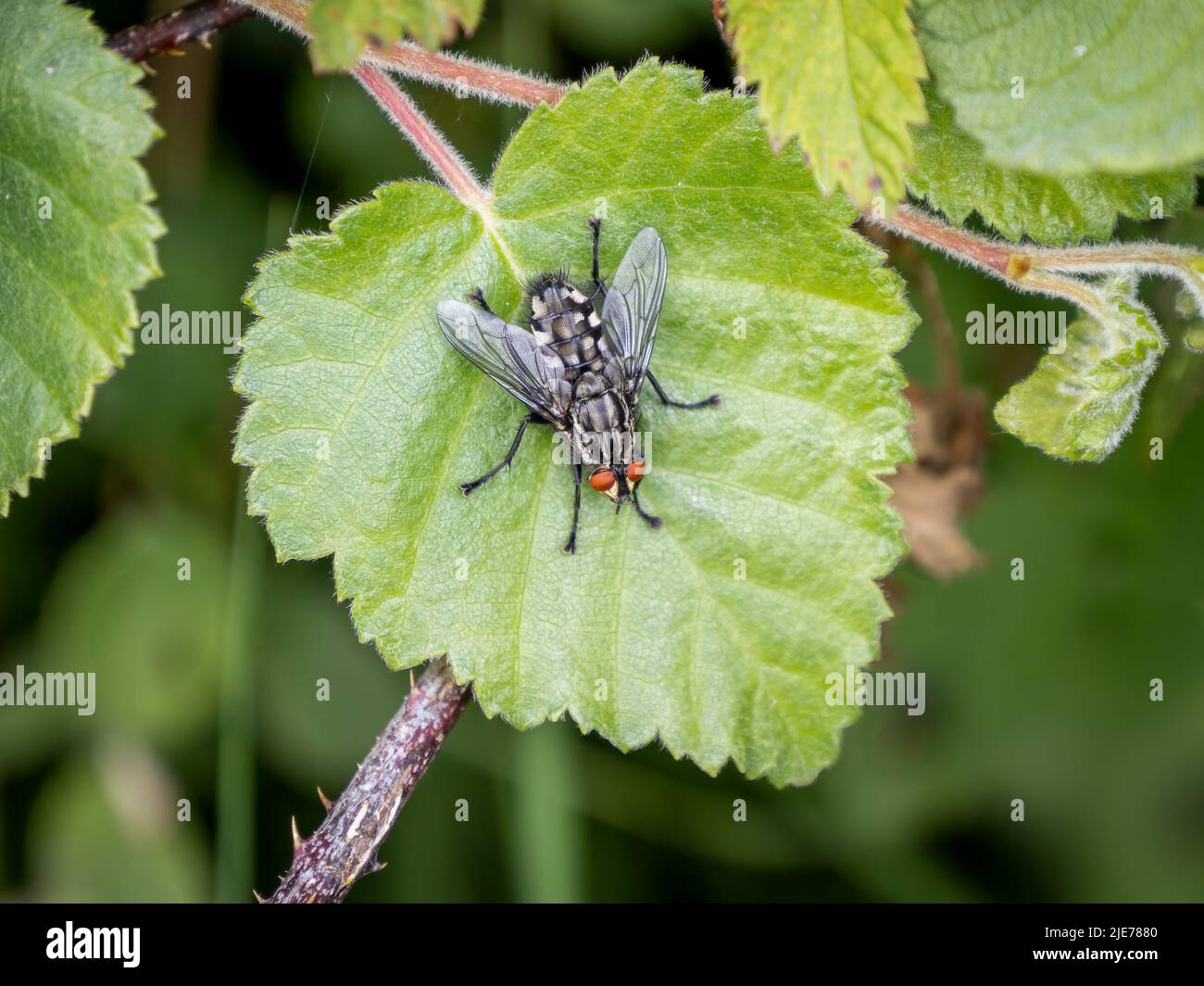 Flesh Fly aka Sarcophaga carnaria in habitat naturale. Foto Stock