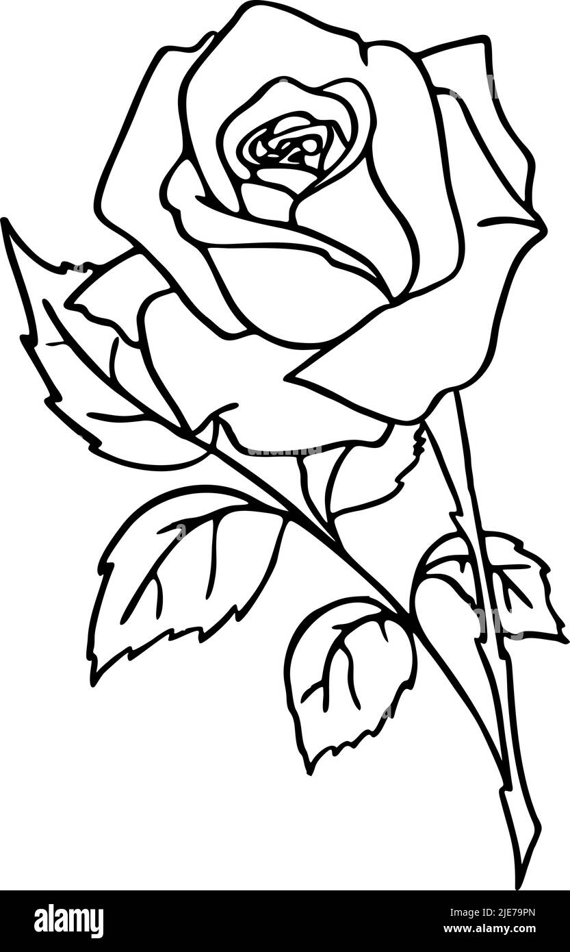 contorno nero immagine di una rosa su sfondo bianco, disegno, grafica, disegno Illustrazione Vettoriale