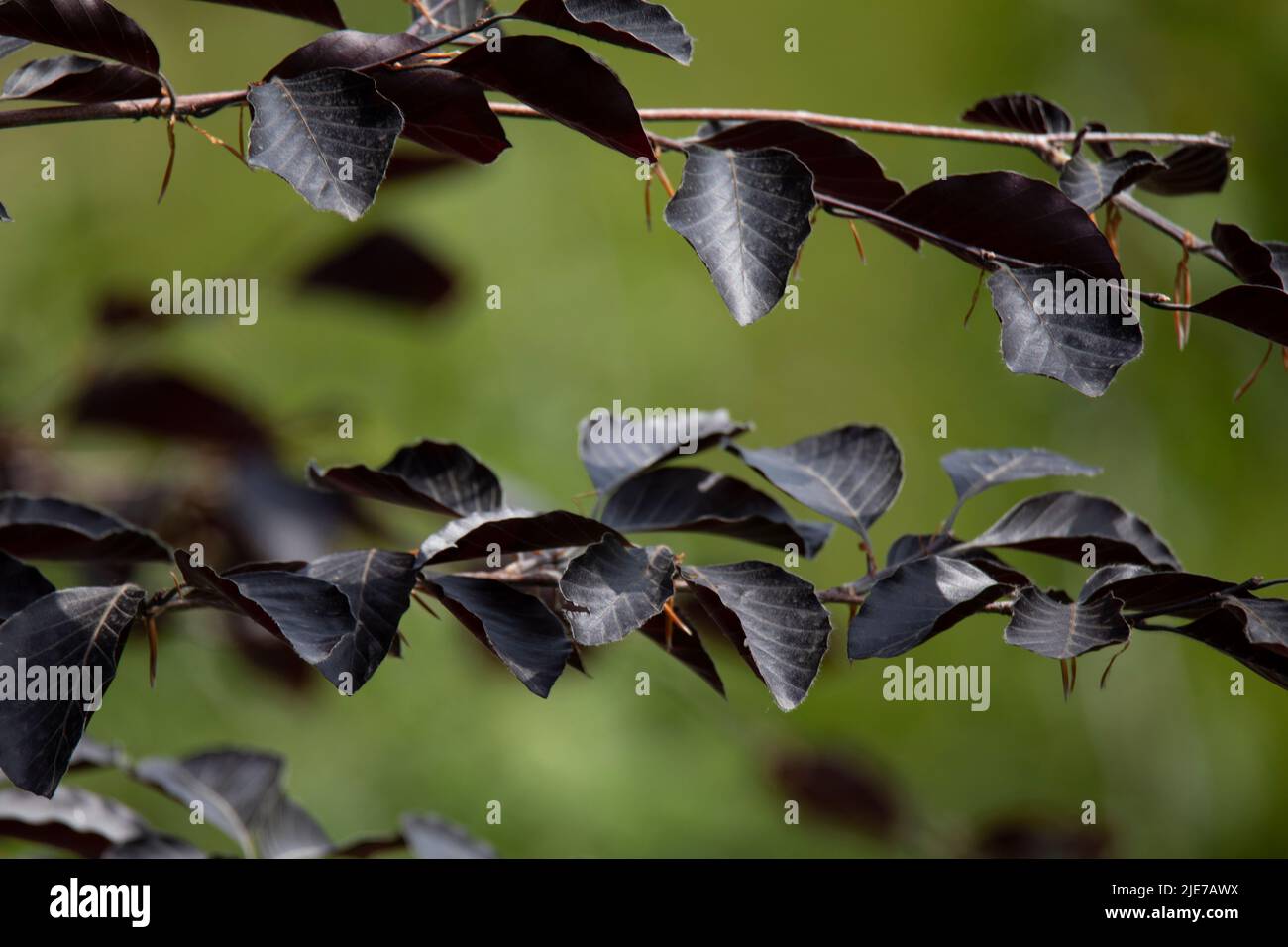 Ramo di Prunus cerasifera (prugna nera o 'Pissardii Nigra') con foglie viola. Messa a fuoco selettiva Foto Stock