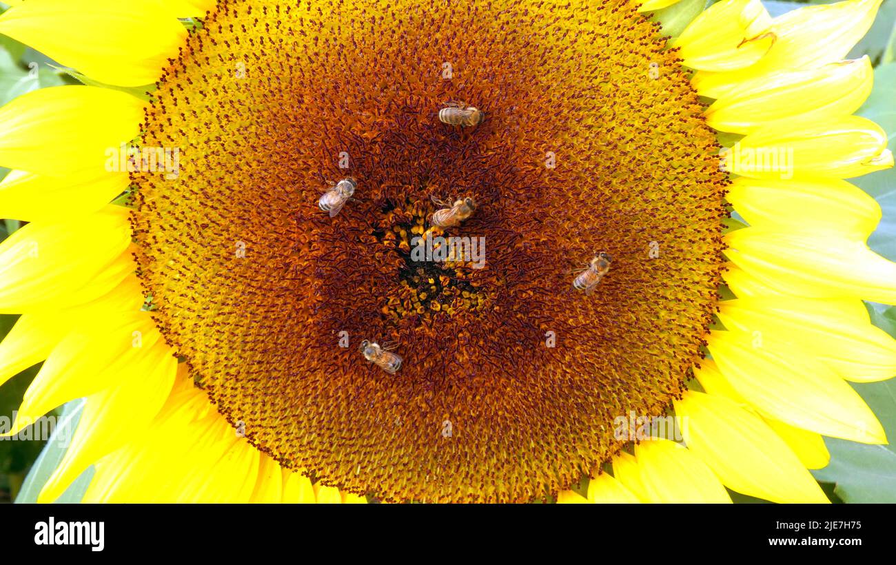 Girasole close up con api campo estate sole vacanza natura concetto bella foto sfondo modello Foto Stock