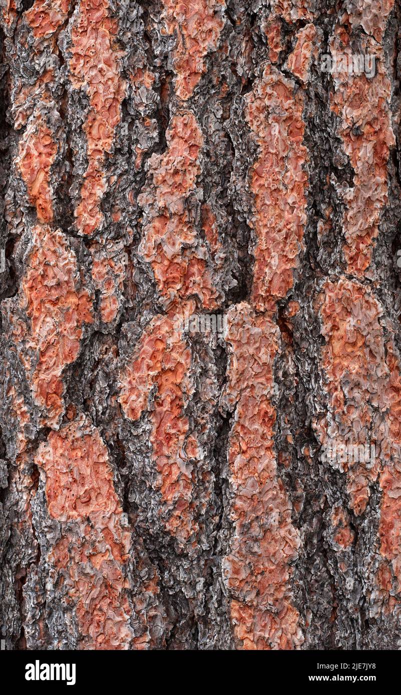 Ponderosa Pine corteccia di albero Foto Stock